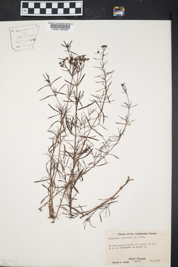 Stenaria nigricans image