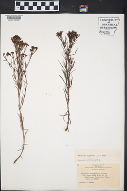 Stenaria nigricans var. nigricans image