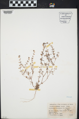 Houstonia subviscosa image