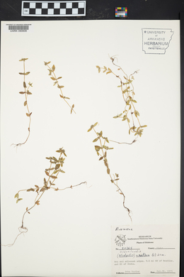 Hedyotis uniflora image