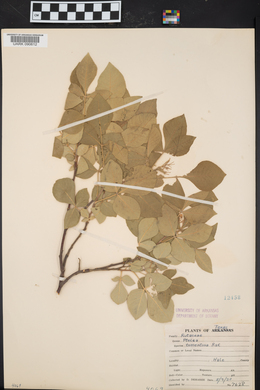 Ptelea trifoliata subsp. trifoliata image