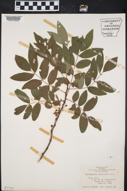 Zanthoxylum americanum image