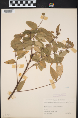 Zanthoxylum clava-herculis image