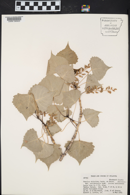 Populus deltoides subsp. monilifera image