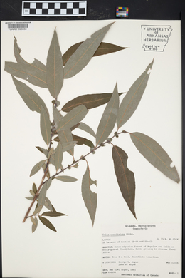 Salix caroliniana image