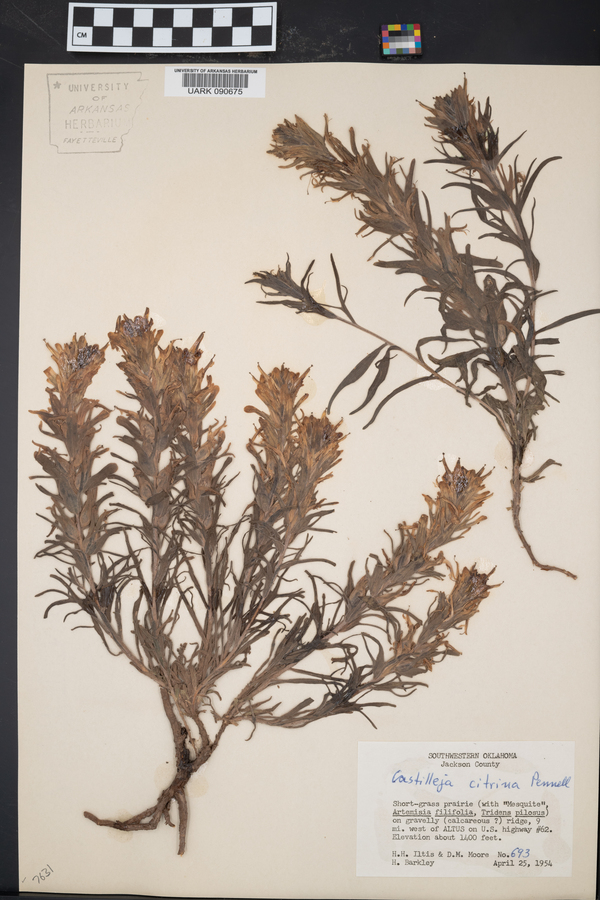 Castilleja citrina image