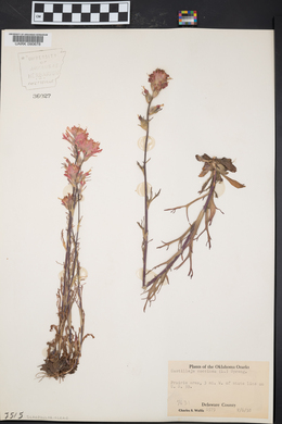 Castilleja coccinea image