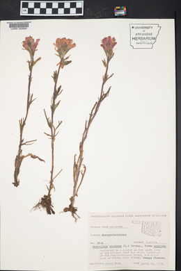 Castilleja coccinea image