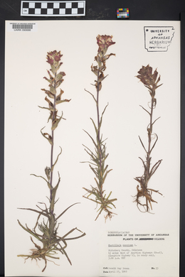 Castilleja coccinea image