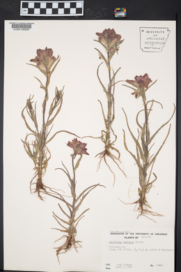 Castilleja indivisa image