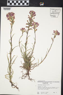 Castilleja indivisa image