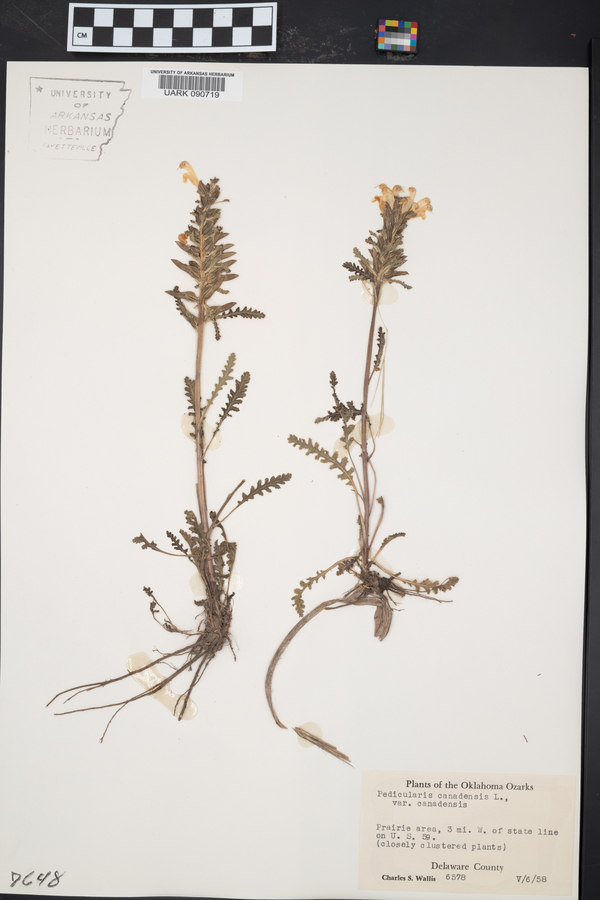 Pedicularis canadensis var. canadensis image