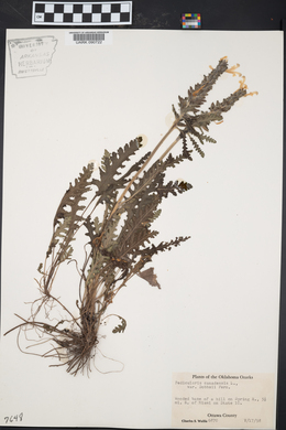 Pedicularis canadensis var. dobbsii image