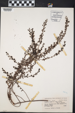 Seymeria texana image