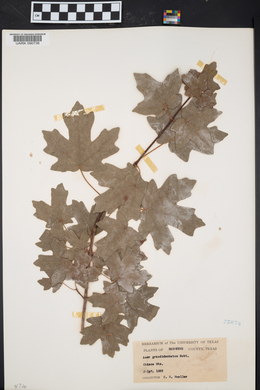 Acer grandidentatum image