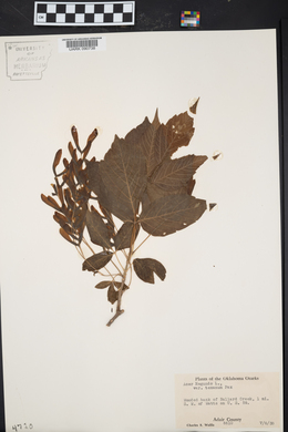 Acer negundo var. texanum image