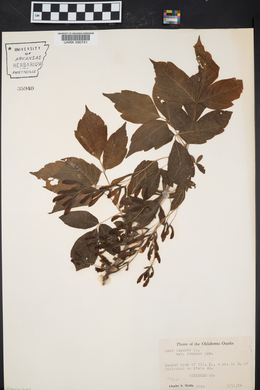 Acer negundo var. texanum image