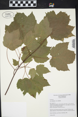 Acer rubrum var. rubrum image