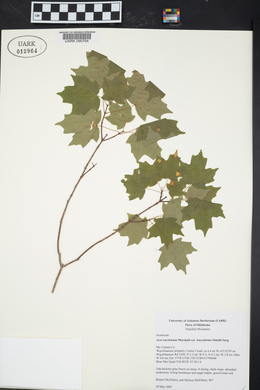 Acer saccharum var. leucoderme image