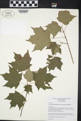 Acer saccharum var. leucoderme image