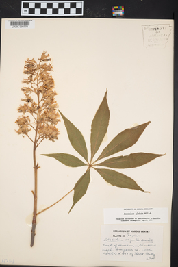 Aesculus glabra image