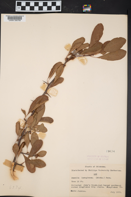 Sideroxylon lanuginosum image