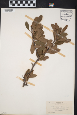 Sideroxylon lanuginosum image