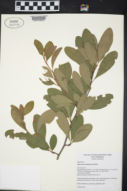 Sideroxylon lanuginosum image