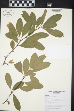 Sideroxylon lanuginosum image