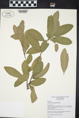 Sideroxylon lanuginosum image