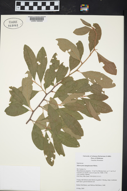 Sideroxylon lanuginosum image