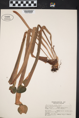 Sarracenia alata image