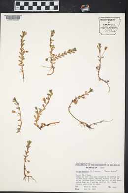 Bacopa monnieri image