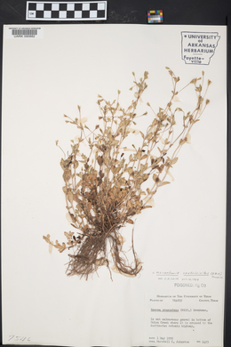 Mecardonia procumbens image