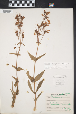 Penstemon laxiflorus image