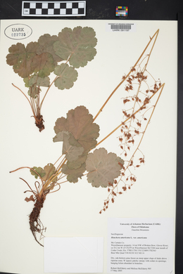 Heuchera americana image