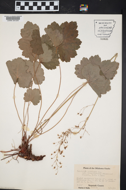 Heuchera americana var. hirsuticaulis image