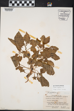 Physalis longifolia image