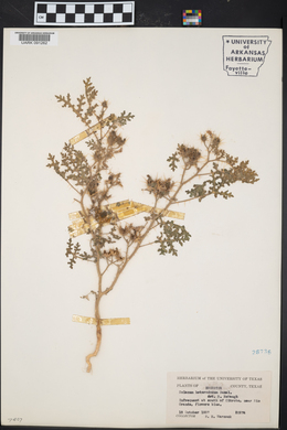 Solanum heterodoxum image