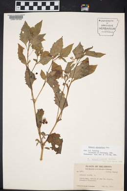 Solanum ptychanthum image