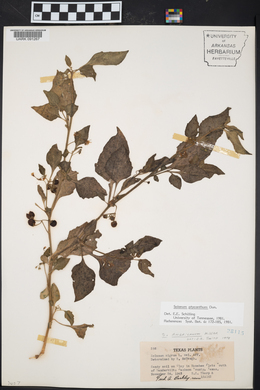 Solanum ptychanthum image