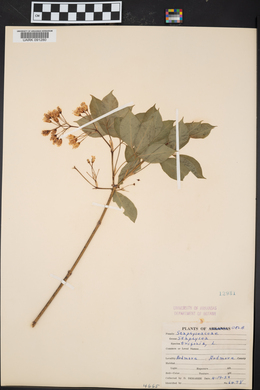 Staphylea trifolia image