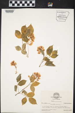 Staphylea trifolia image