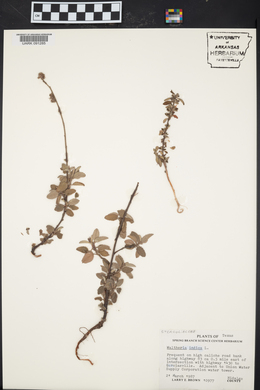 Waltheria indica image