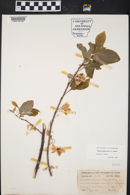 Halesia diptera image