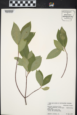 Symplocos tinctoria image