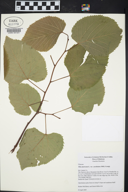 Tilia americana var. caroliniana image