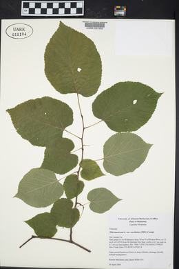 Tilia americana var. caroliniana image