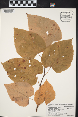 Tilia americana var. caroliniana image