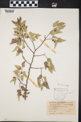 Celtis laevigata var. texana image